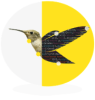 BIRD (Biologically Inspired Robots And Drones)